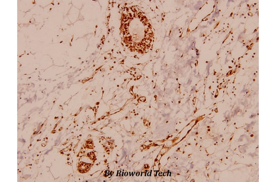 Anti-MEF-2 (I402) Antibody from Bioworld Technology (BS1383) - Antibodies.com