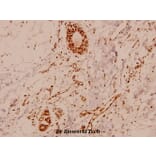 Anti-MEF-2 (I402) Antibody from Bioworld Technology (BS1383) - Antibodies.com
