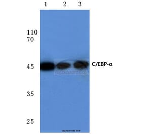 Anti-C/EBP-α (M15) Antibody from Bioworld Technology (BS1384) - Antibodies.com