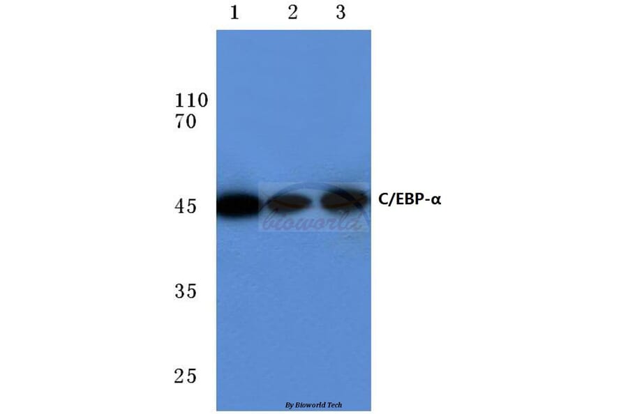 Anti-C/EBP-α (M15) Antibody from Bioworld Technology (BS1384) - Antibodies.com