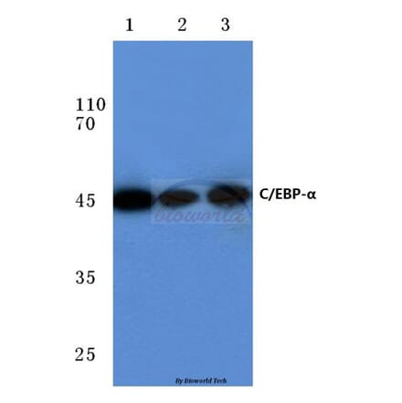 Anti-C/EBP-α (M15) Antibody from Bioworld Technology (BS1384) - Antibodies.com