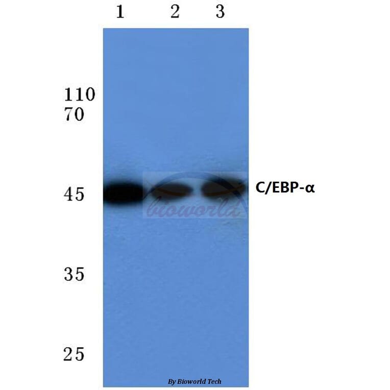 Anti-C/EBP-α (M15) Antibody from Bioworld Technology (BS1384) - Antibodies.com