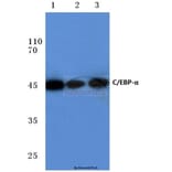 Anti-C/EBP-α (M15) Antibody from Bioworld Technology (BS1384) - Antibodies.com