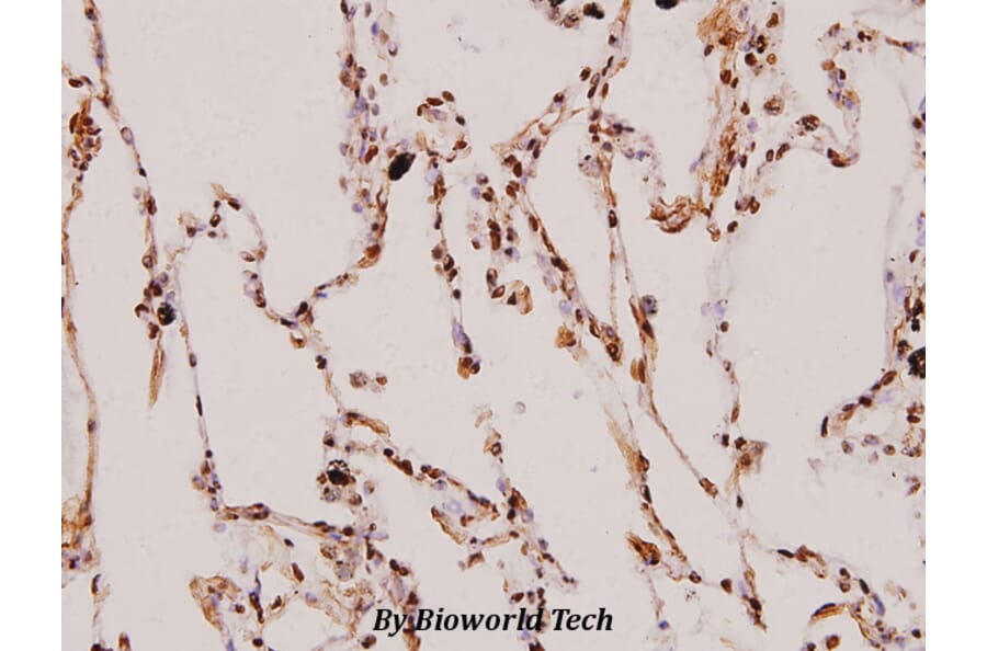 Anti-C/EBP-α (M15) Antibody from Bioworld Technology (BS1384) - Antibodies.com