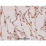 Anti-C/EBP-α (M15) Antibody from Bioworld Technology (BS1384) - Antibodies.com