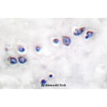 Anti-ND1 Antibody from Bioworld Technology (BS1385) - Antibodies.com