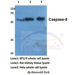 Anti-Caspase-8 (S347) Antibody from Bioworld Technology (BS1387) - Antibodies.com