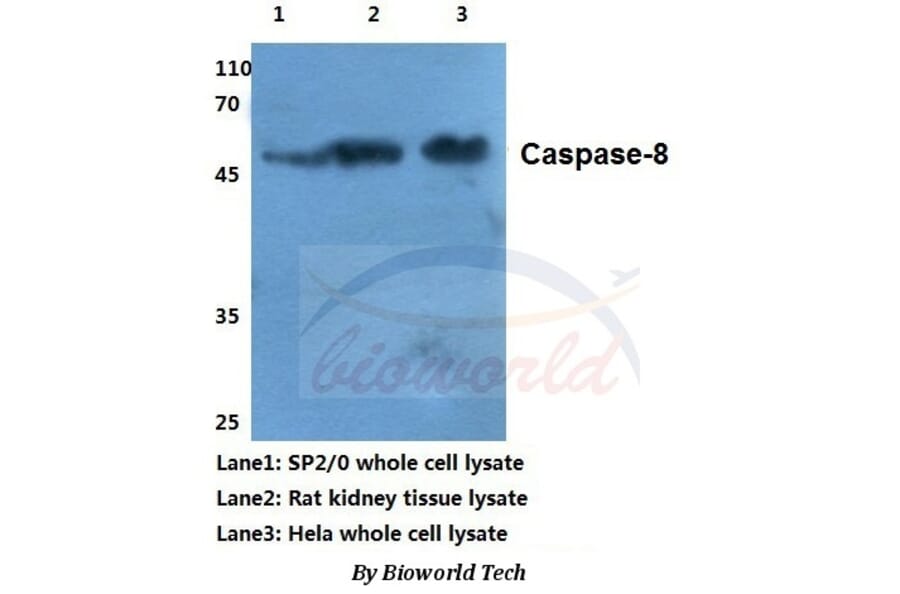 Anti-Caspase-8 (S347) Antibody from Bioworld Technology (BS1387) - Antibodies.com