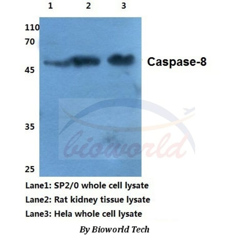 Anti-Caspase-8 (S347) Antibody from Bioworld Technology (BS1387) - Antibodies.com