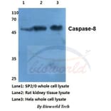 Anti-Caspase-8 (S347) Antibody from Bioworld Technology (BS1387) - Antibodies.com