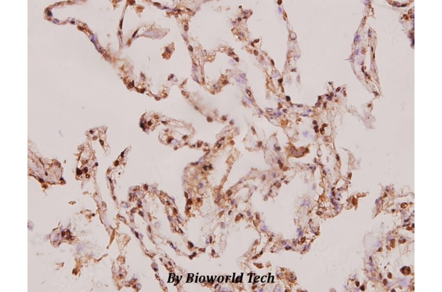 Anti-Caspase-8 (S347) Antibody from Bioworld Technology (BS1387) - Antibodies.com