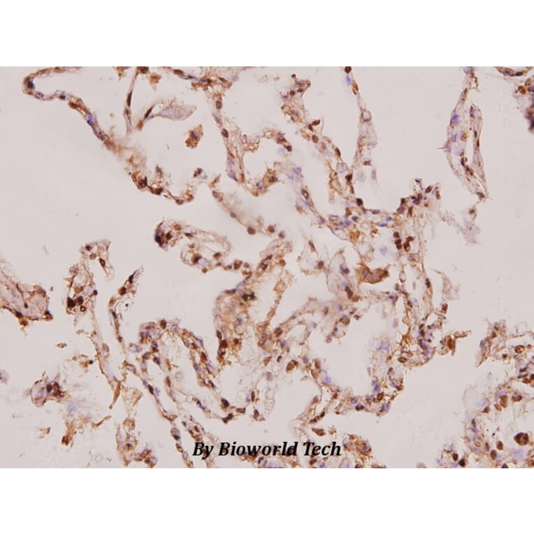 Anti-Caspase-8 (S347) Antibody from Bioworld Technology (BS1387) - Antibodies.com