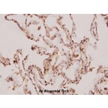 Anti-Caspase-8 (S347) Antibody from Bioworld Technology (BS1387) - Antibodies.com