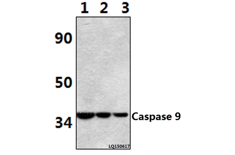 Anti-Caspase 9 (E119) Antibody from Bioworld Technology (BS1388) - Antibodies.com