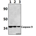 Anti-Caspase 9 (E119) Antibody from Bioworld Technology (BS1388) - Antibodies.com