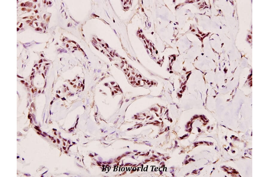 Anti-Caspase 9 (E119) Antibody from Bioworld Technology (BS1388) - Antibodies.com