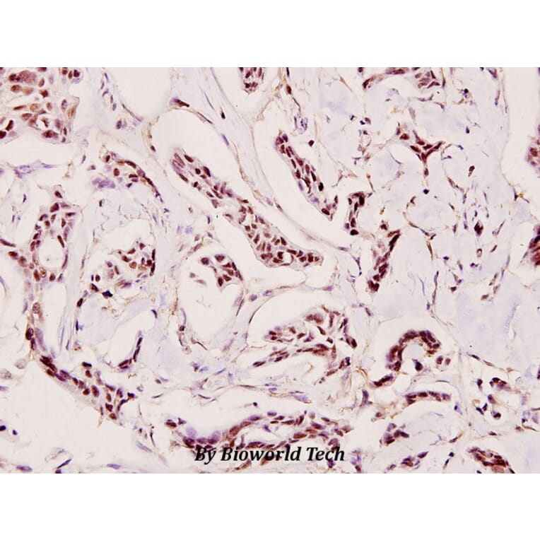 Anti-Caspase 9 (E119) Antibody from Bioworld Technology (BS1388) - Antibodies.com