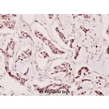 Anti-Caspase 9 (E119) Antibody from Bioworld Technology (BS1388) - Antibodies.com