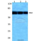 Anti-Chk2 (M381) Antibody from Bioworld Technology (BS1391) - Antibodies.com