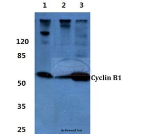 Anti-Cyclin B1 (I120) Antibody from Bioworld Technology (BS1392) - Antibodies.com