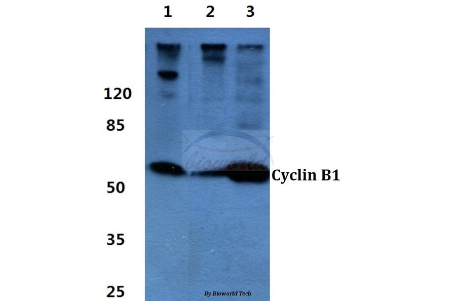 Anti-Cyclin B1 (I120) Antibody from Bioworld Technology (BS1392) - Antibodies.com