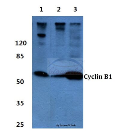 Anti-Cyclin B1 (I120) Antibody from Bioworld Technology (BS1392) - Antibodies.com