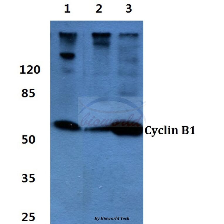 Anti-Cyclin B1 (I120) Antibody from Bioworld Technology (BS1392) - Antibodies.com