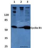 Anti-Cyclin B1 (I120) Antibody from Bioworld Technology (BS1392) - Antibodies.com