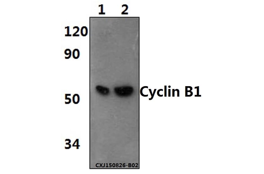 Anti-Cyclin B1 (I120) Antibody from Bioworld Technology (BS1392) - Antibodies.com