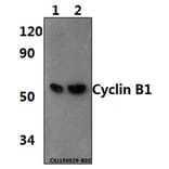 Anti-Cyclin B1 (I120) Antibody from Bioworld Technology (BS1392) - Antibodies.com