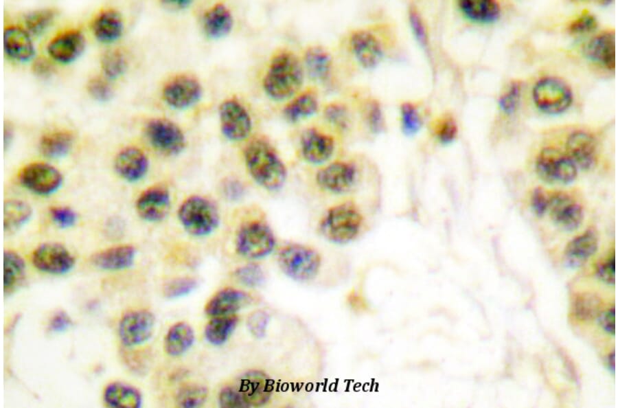 Anti-Cyclin B1 (I120) Antibody from Bioworld Technology (BS1392) - Antibodies.com