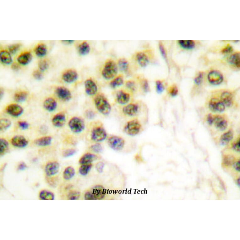 Anti-Cyclin B1 (I120) Antibody from Bioworld Technology (BS1392) - Antibodies.com