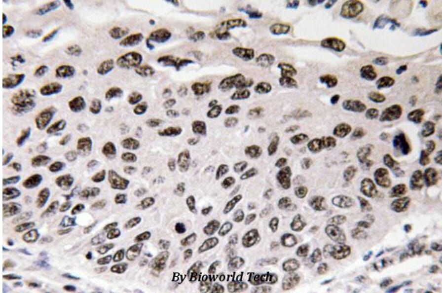 Anti-Cyclin D3 (G277) Antibody from Bioworld Technology (BS1393) - Antibodies.com