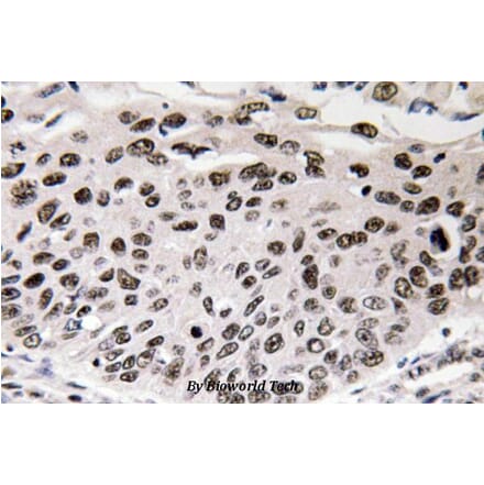 Anti-Cyclin D3 (G277) Antibody from Bioworld Technology (BS1393) - Antibodies.com