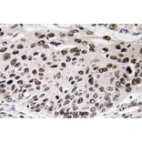 Anti-Cyclin D3 (G277) Antibody from Bioworld Technology (BS1393) - Antibodies.com