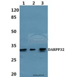 Anti-DARPP-32 (P69) Antibody from Bioworld Technology (BS1394) - Antibodies.com
