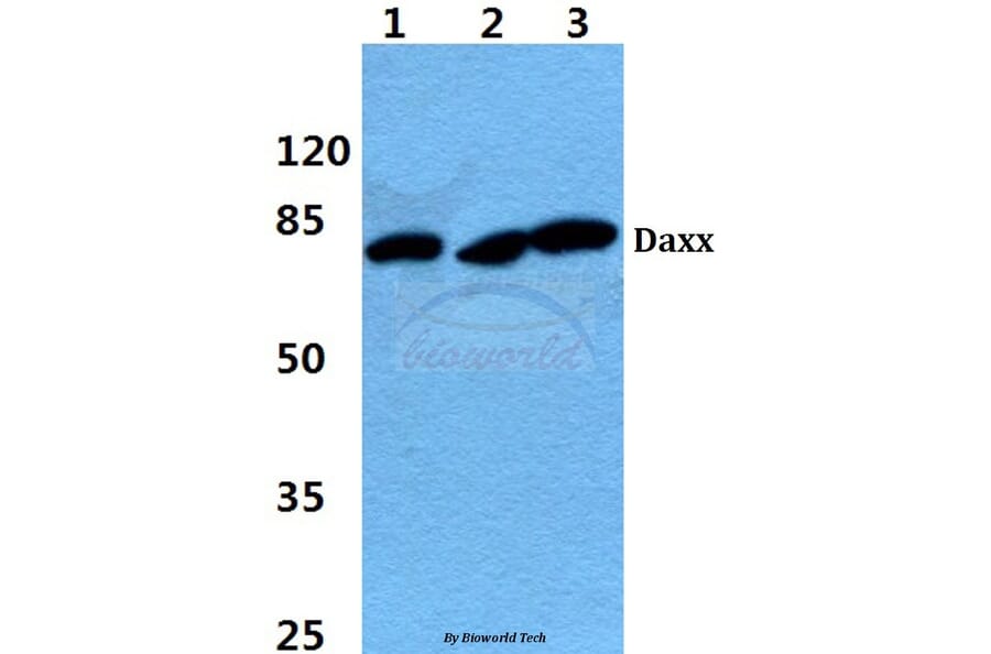 Anti-Daxx (K662) Antibody from Bioworld Technology (BS1395) - Antibodies.com