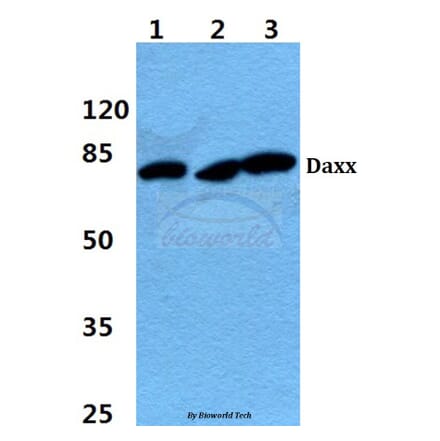 Anti-Daxx (K662) Antibody from Bioworld Technology (BS1395) - Antibodies.com