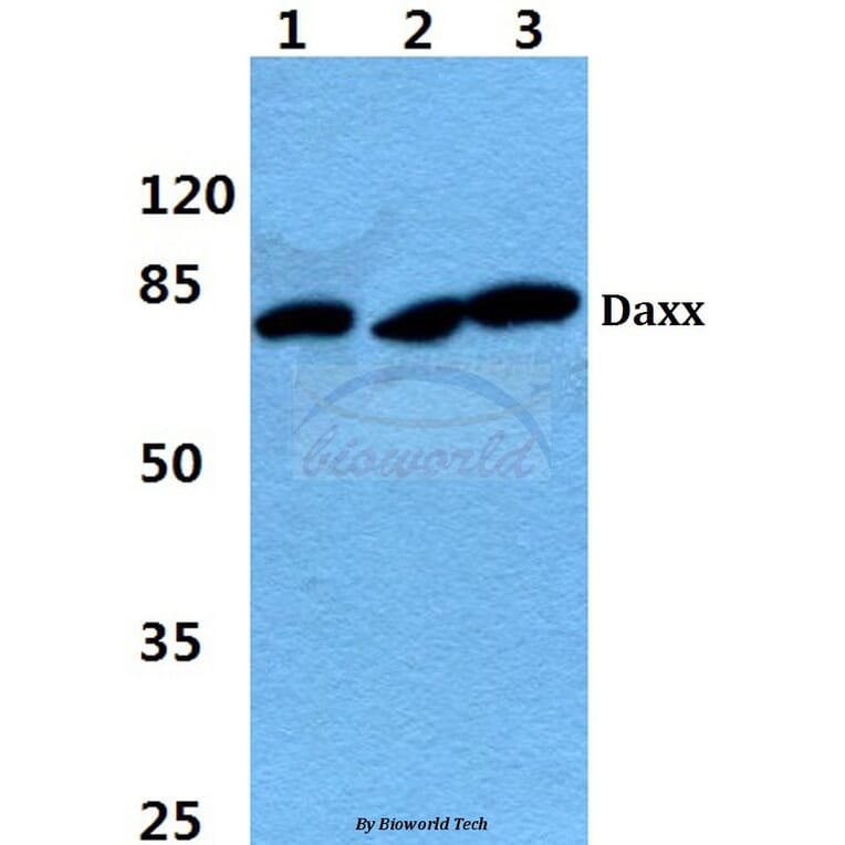 Anti-Daxx (K662) Antibody from Bioworld Technology (BS1395) - Antibodies.com