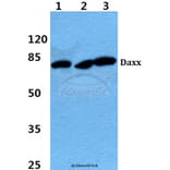 Anti-Daxx (K662) Antibody from Bioworld Technology (BS1395) - Antibodies.com