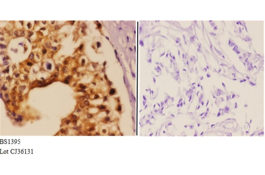 Anti-Daxx (K662) Antibody from Bioworld Technology (BS1395) - Antibodies.com
