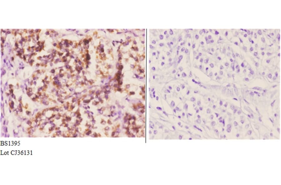 Anti-Daxx (K662) Antibody from Bioworld Technology (BS1395) - Antibodies.com