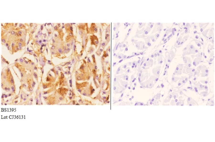 Anti-Daxx (K662) Antibody from Bioworld Technology (BS1395) - Antibodies.com