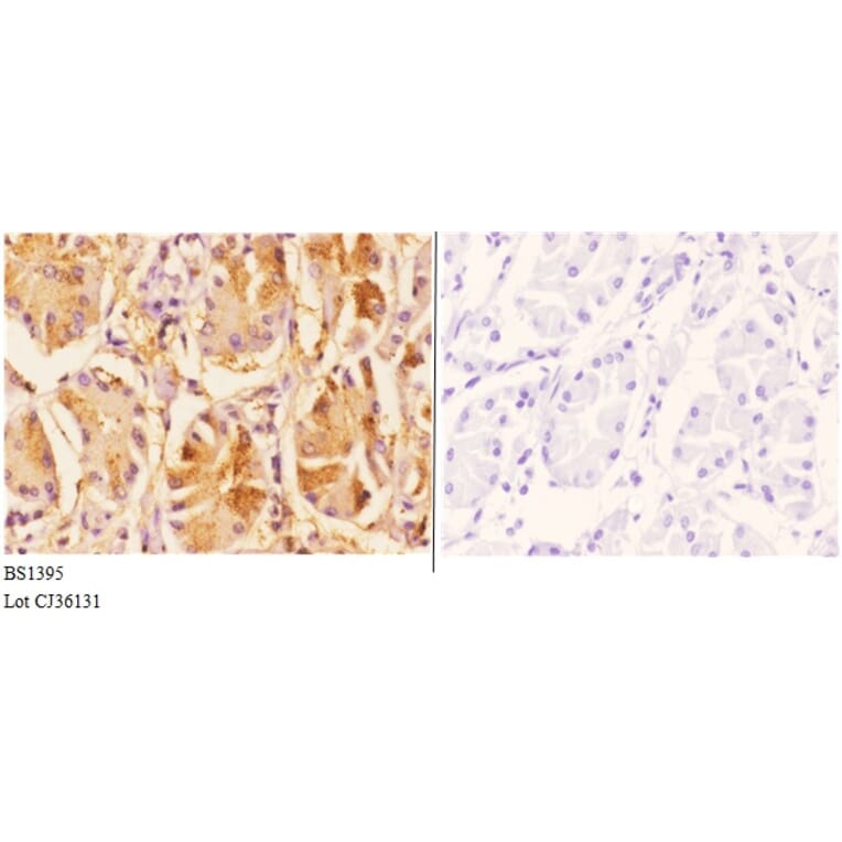 Anti-Daxx (K662) Antibody from Bioworld Technology (BS1395) - Antibodies.com