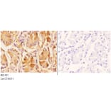 Anti-Daxx (K662) Antibody from Bioworld Technology (BS1395) - Antibodies.com