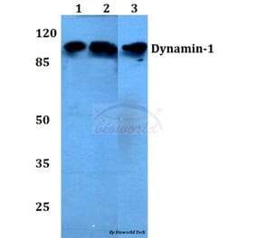 Anti-Dynamin-1 (V768) Antibody from Bioworld Technology (BS1396) - Antibodies.com