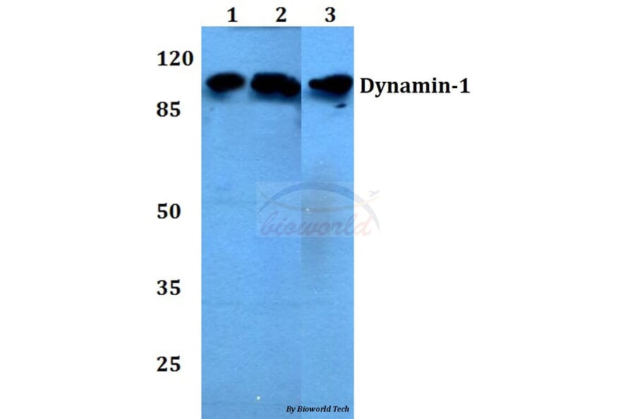 Anti-Dynamin-1 (V768) Antibody from Bioworld Technology (BS1396) - Antibodies.com