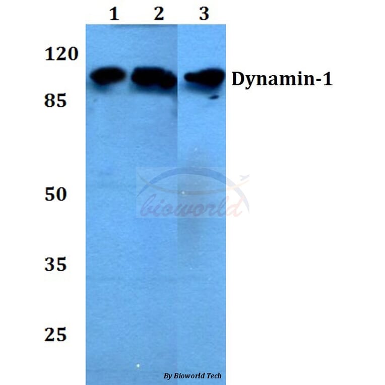 Anti-Dynamin-1 (V768) Antibody from Bioworld Technology (BS1396) - Antibodies.com