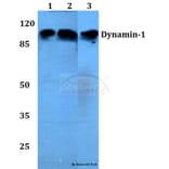 Anti-Dynamin-1 (V768) Antibody from Bioworld Technology (BS1396) - Antibodies.com