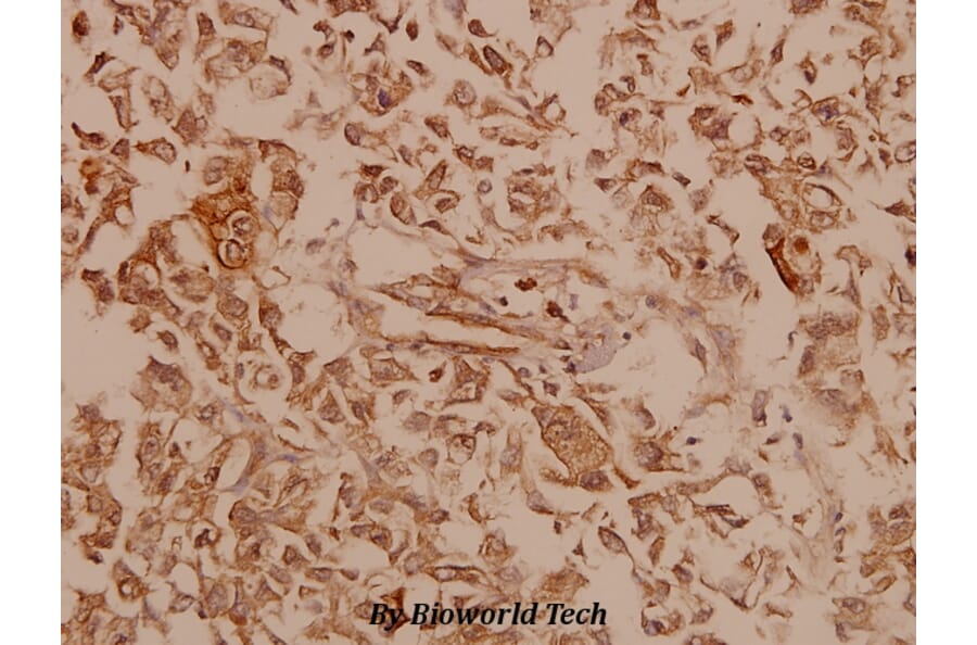 Anti-Dynamin-1 (V768) Antibody from Bioworld Technology (BS1396) - Antibodies.com